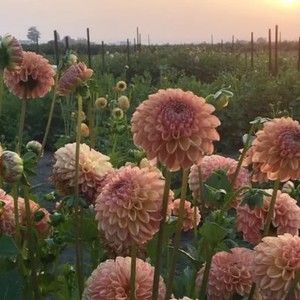 Meet your Posher, Helen